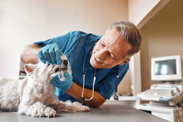 Best Weekend Emergency Dentist in Burlington, IA